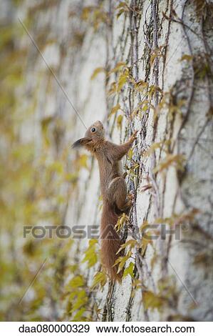 Squirrel climbing on wall View Large Photo Image Stock Photo - Squirrel climbing on wall. Fotosearch