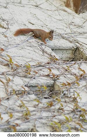 Squirrel climbing up wall of house, looking through window View Large Photo Image Stock Photo - Squirrel climbing up wall of house, looking through window. Fotosearch
