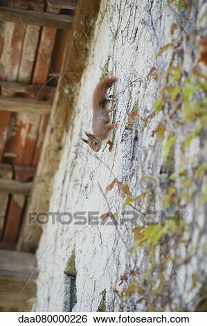 Squirrel climbing up wall of house View Large Photo Image Stock Photograph - Squirrel climbing up wall of house. Fotosearch