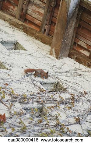 Stock Photograph - Squirrel climbing up wall of house. Fotosearch