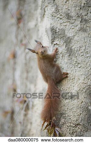 Squirrel looking at camera View Large Photo Image Stock Photography - Squirrel looking at camera. Fotosearch