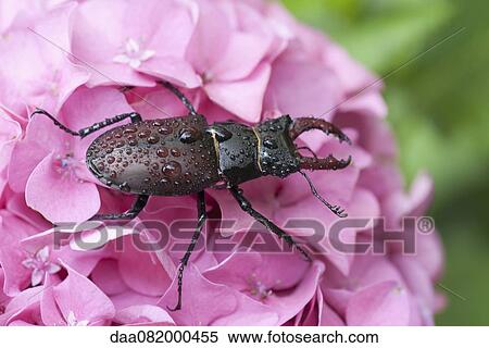 Stag beetle on hydrangea flower View Large Photo Image Stock Photography - Stag beetle on hydrangea flower. Fotosearch