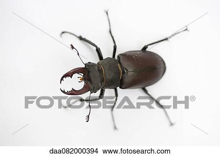 Stag beetle View Large Photo Image Picture - Stag beetle. Fotosearch