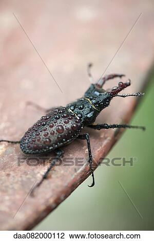 Stock Image - Stag beetle. Fotosearch