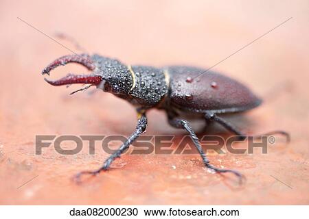 Stock Image - Stag beetle. Fotosearch