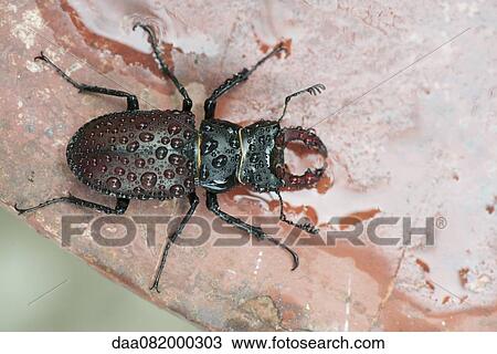 Stock Image - Stag beetle. Fotosearch