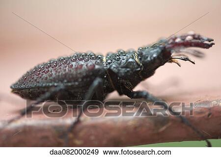 Stag beetle View Large Photo Image Stock Photo - Stag beetle. Fotosearch