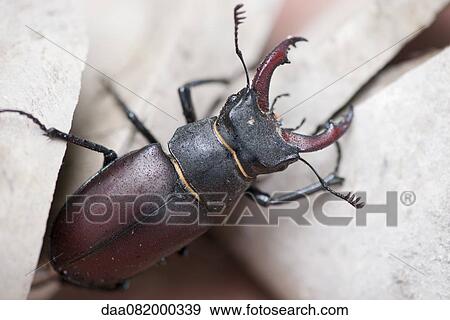 Stock Photo - Stag beetle. Fotosearch