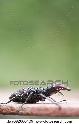 Stag beetle View Large Photo Image Stock Photo - Stag beetle. Fotosearch