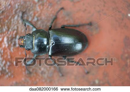 Stag beetle View Large Photo Image Stock Photograph - Stag beetle. Fotosearch