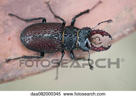 Stock Photography - Stag beetle. Fotosearch