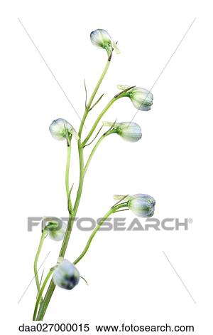 Stalk of budding delphinium View Large Photo Image Stock Photography - Stalk of budding delphinium. Fotosearch