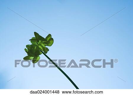 Stem against blue sky View Large Photo Image Stock Photo - Stem against blue sky. Fotosearch