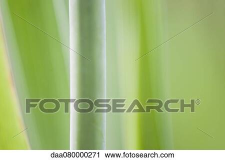 Stock Image - Stem, close-up. Fotosearch