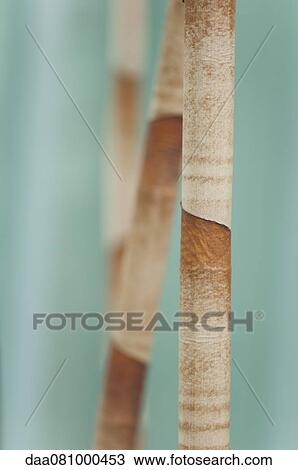Stems, close-up View Large Photo Image Stock Image - Stems, close-up. Fotosearch