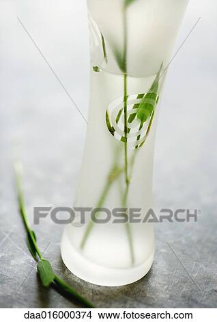 Stems of bamboo in clear vase View Large Photo Image Picture - Stems of bamboo in clear vase. Fotosearch