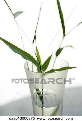 Stems of bamboo in clear vase View Large Photo Image Stock Photography - Stems of bamboo in clear vase. Fotosearch