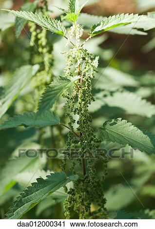 Stinging nettle View Large Photo Image Stock Image - Stinging nettle. Fotosearch