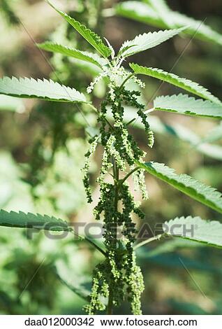 Stinging nettle View Large Photo Image Stock Image - Stinging nettle. Fotosearch