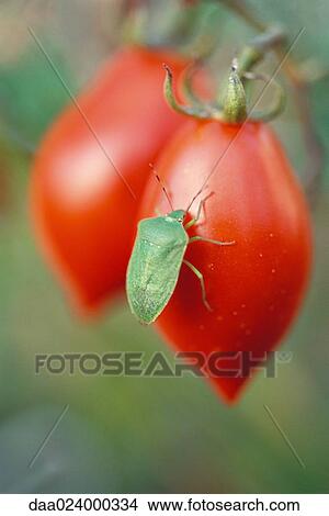 Stink bug on tomato View Large Photo Image Picture - Stink bug on tomato. Fotosearch