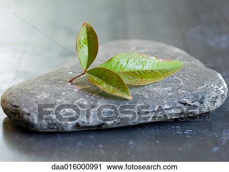 Stone and leaf View Large Photo Image Stock Image - Stone and leaf. Fotosearch