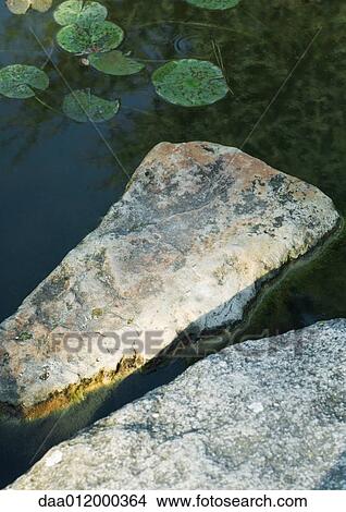 Stone and waterlilies in pond View Large Photo Image Picture - Stone and waterlilies in pond. Fotosearch