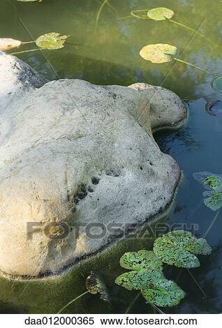 Stone and waterlilies in pond View Large Photo Image Stock Photography - Stone and waterlilies in pond. Fotosearch