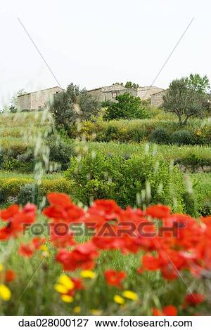 Stone houses, landscaping and wildflowers in foreground View Large Photo Image Stock Photo - Stone houses, landscaping and wildflowers in foreground. Fotosearch