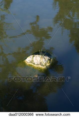 Stone in pond View Large Photo Image Stock Photograph - Stone in pond. Fotosearch