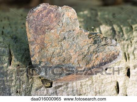 Stone on bark View Large Photo Image Stock Photography - Stone on bark. Fotosearch