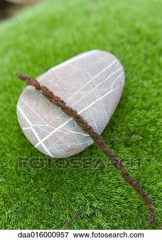Stone on moss View Large Photo Image Stock Photo - Stone on moss. Fotosearch