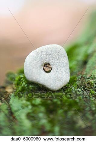 Stone with hole on moss View Large Photo Image Stock Image - Stone with hole on moss. Fotosearch