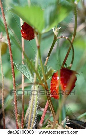 Strawberries growing View Large Photo Image Stock Image - Strawberries growing. Fotosearch