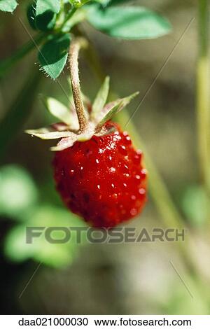 Strawberry View Large Photo Image Stock Image - Strawberry. Fotosearch