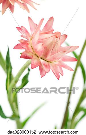 Strawflower, close-up View Large Photo Image Stock Image - Strawflower, close-up. Fotosearch