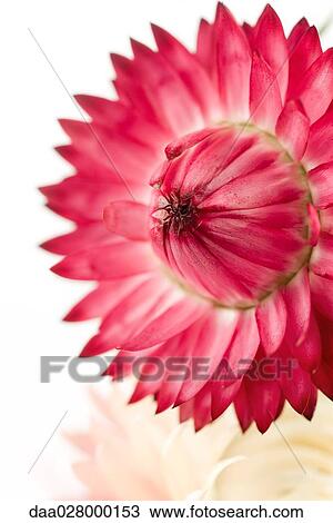 Stock Image - Strawflower, close-up. Fotosearch