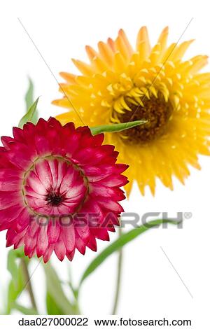 Strawflowers, close-up View Large Photo Image Stock Image - Strawflowers, close-up. Fotosearch