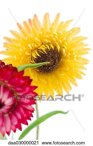Strawflowers, close-up View Large Photo Image Stock Image - Strawflowers, close-up. Fotosearch