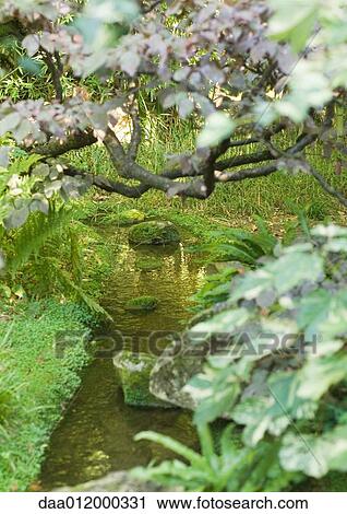 Stream and overhanging branches View Large Photo Image Stock Image - Stream and overhanging branches. Fotosearch