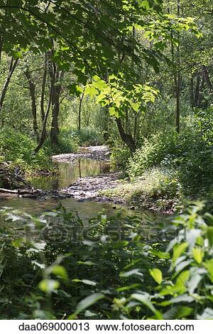 Stock Image - Stream running through woods. Fotosearch