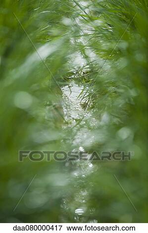 Stream viewed through grass View Large Photo Image Stock Photo - Stream viewed through grass. Fotosearch