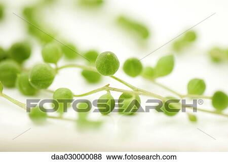 String-of-beads plant (Senecio rowleyanus), extreme close-up View Large Photo Image Stock Photo - String-of-beads plant (Senecio rowleyanus), extreme close-up. Fotosearch