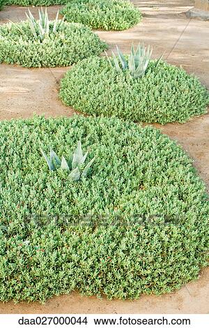 Succulent plants growing in ornamental garden View Large Photo Image Picture - Succulent plants growing in ornamental garden. Fotosearch