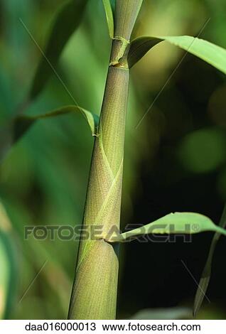 Sugarcane (Saccharum) View Large Photo Image Stock Image - Sugarcane (Saccharum). Fotosearch