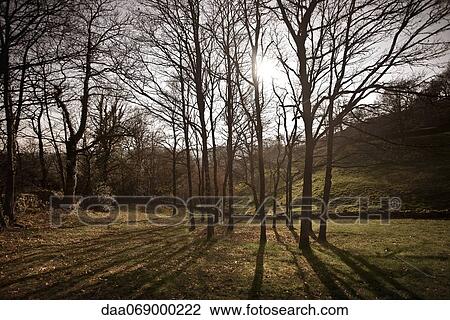 Sun shining through woods View Large Photo Image Stock Image - Sun shining through woods. Fotosearch