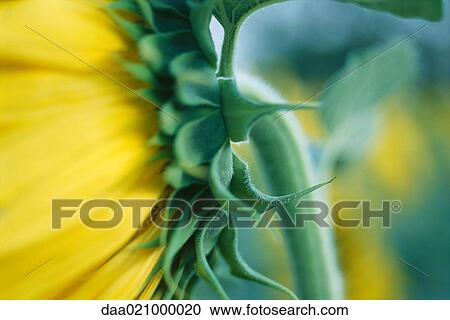 Sunflower, close-up of sepal View Large Photo Image Stock Image - Sunflower, close-up of sepal. Fotosearch