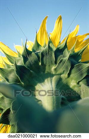 Sunflower, close-up of sepal View Large Photo Image Stock Image - Sunflower, close-up of sepal. Fotosearch