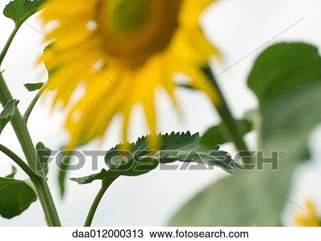 Stock Image - Sunflower growing in field. Fotosearch