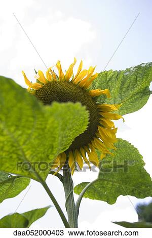 Sunflower View Large Photo Image Stock Image - Sunflower. Fotosearch
