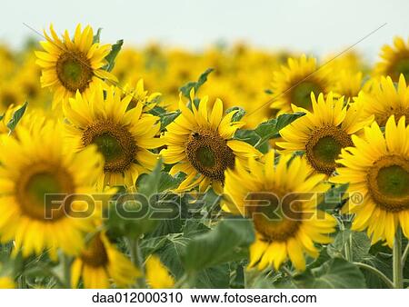 Stock Image - Sunflowers growing in field. Fotosearch